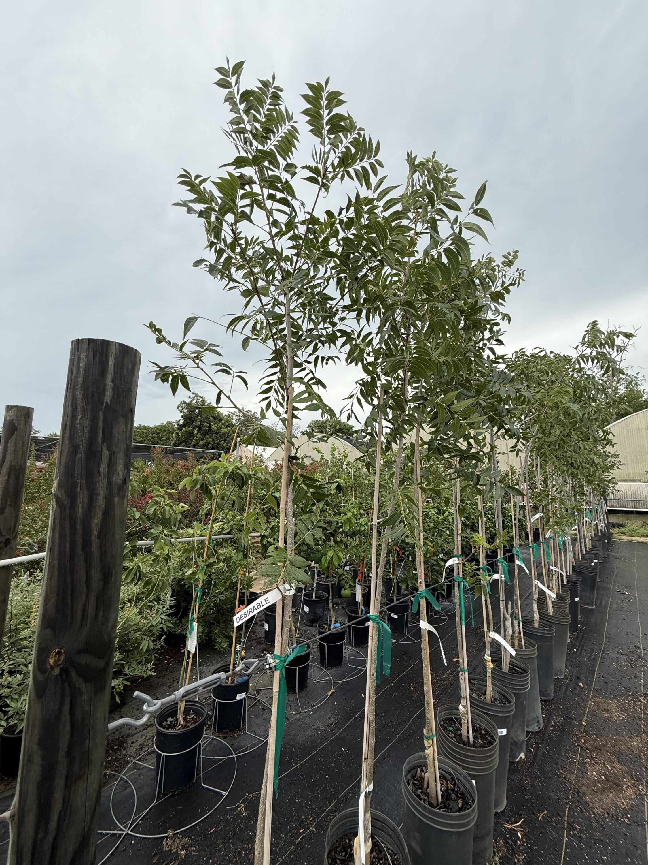 Home IMG 0161 2250x3000